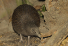 Kiwi North Island Brown 102070.jpg